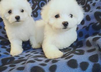 - Maltanczyk  - Piękne Bialutkie Szczeniaczki.