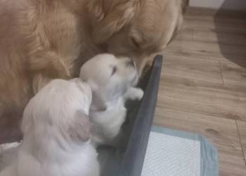 Piesek Golden Retriever