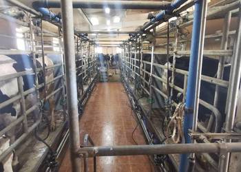 Hala udojowa 2x5 stanowisk Tandem prosta, szybki dój, tanio