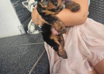York terrier chłopczyk