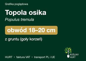 Topola osika (Populus tremula) obwód 18-20 cm, z gruntu – HURT