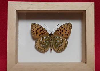 Motyl w ramce 10 x 8 cm  Argynnis aglaja ( Dostojka aglaja )
