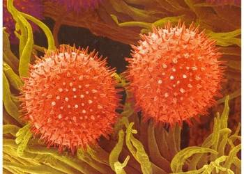 LEKSYKON ALERGICZNYCH CHORÓB SKÓRY I REAKCJI POLEKOWYCH