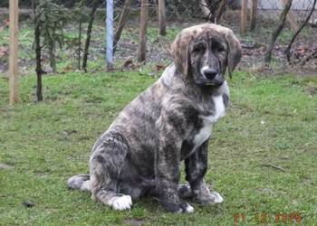 Owczarek Środkowoazjatycki pies