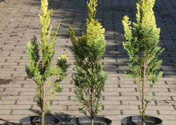 Cyprysik lawsona Stardust mega sadzonka