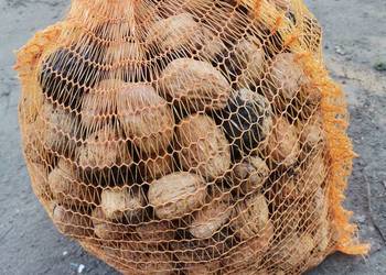 Sprzedam 10kg orzechów włoskich tegorocznych