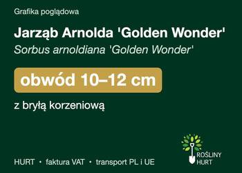 Jarząb Arnolda 'Golden Wonder' obwód 10-12 cm, z bryłą – HURT