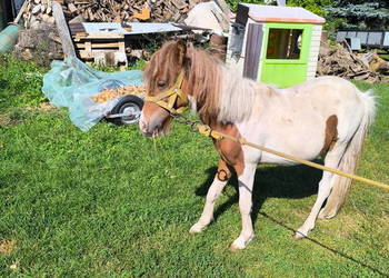 Sprzedam  ogiera kucyka