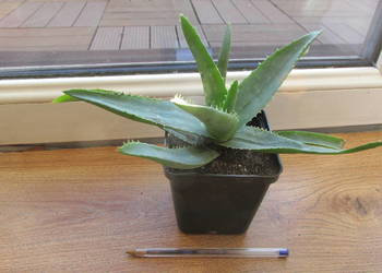 Aloes leczniczy - Aloe Vera Barbadensis - 3 letni