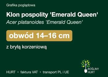 Klon pospolity 'Emerald Queen' obwód 14-16 cm, z bryłą – HURT