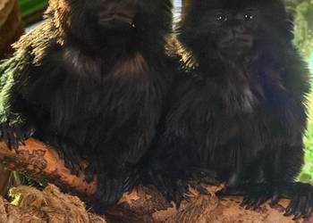 małpki Miko czarny (Callimico goeldii) Stanięcice