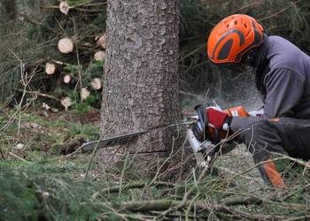 Wycinka drzew, Przycinanie Krzewów, Pielęgnacja ogrodu