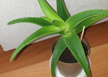 Aloes, zielony, roślina rosnąca wysokość 31cm