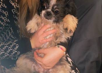Pieski shih tzu