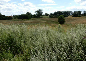 Syndyk sprzeda działki o numerze 240/2 oraz 31/3 - Trzeszyn (gmina Karnice…