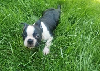 Pies Suczka Boston Terrier Szczeniak  2 miesiączny Szuka nowego Domu