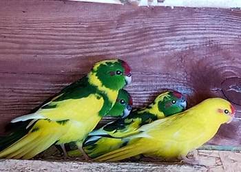 Sprzedam papugi modrolotki ( kozie)