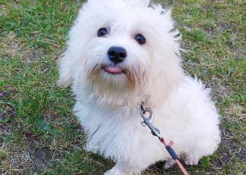 Piesek Maltipoo