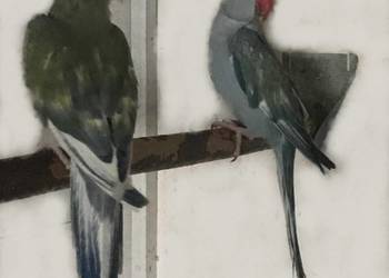 Aleksandretty fiolet/turkus szek 2023