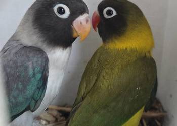 Nierozłączki Czarnogłowe