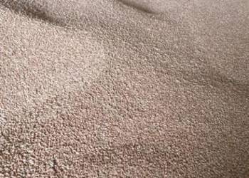 Pszenica ozima odmiana Patras,  Euforia pierwszy rok z centrali