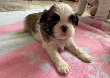 Suczka shih tzu