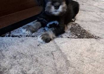 Sznaucer miniaturowy