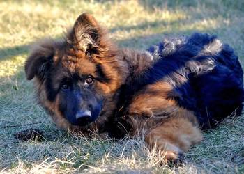 Owczarek Niemiecki Długowłosy - szczenięta FCI