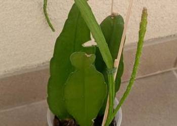 Epiphyllum.Epifilum. Kaktus kwitnący.