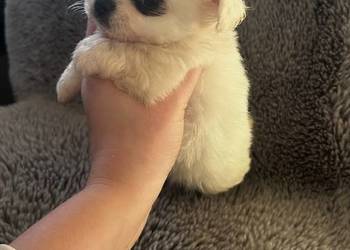 Długowłosy piesek Chihuahua po Championie gotowy do rezerwacji.