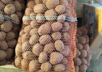 Ziemniaki czerwone sadzeniak