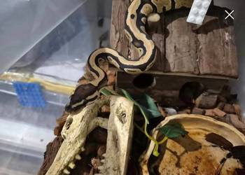 Waz królewski FIRE HET PIED