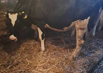 Sprzedam jałówki cielne