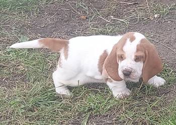 Basset hound szczenięta z renomowanej hodowli po championach  na ciepły dom