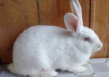 Samica mieszaniec zakocona