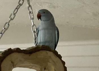 Aleksandretta Obrożna