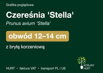 Czereśnia 'Stella' (Prunus avium) obwód 12-14 cm, z bryłą – HURT