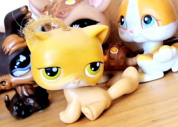 Shorthsir kotek kitka Littlest Pet Shop