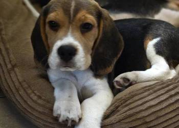 Cudowny Beagielek ZKwP (FCI) po chamiponie