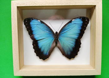 Motyl w ramce 14x10 cm.Morpho helenor Carillensis