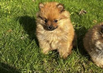 szpic miniaturowy pomeranian