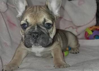 Buldog francuski szczenię