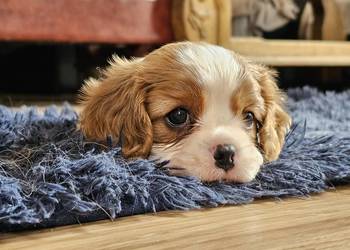 Cavalier king charles spaniel FCI ZKwP szczeniaki