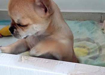 Chihuahua XSS Przepiękna Beżowa