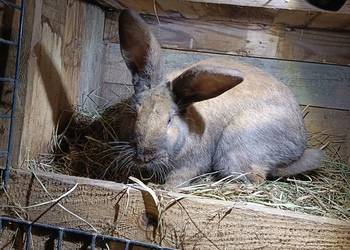 Sprzedam królika samca