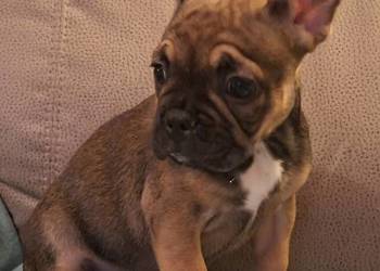 Sprzedam buldożka francuskiego-suczkę Sprzedam buldożka francuskiego-suczkę