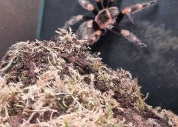 Brachypelma hamorii 3,5DC samiec