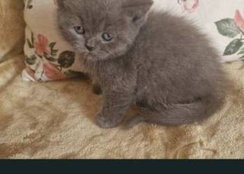 Brytyjskie niebieski chlopak krótkowłosy