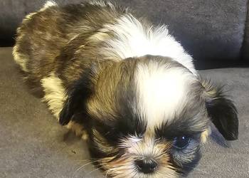 Shih Tzu dziewczynka