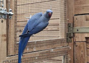 Aleksandretta obrożna samiec fiolet